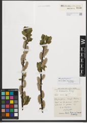 Foto von Salix phylicifolia L.